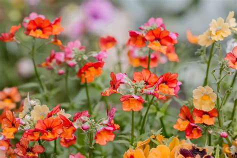 Cómo cultivar y cuidar la Nemesia BestHome365