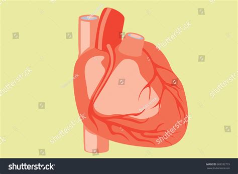 Human Heart Stock Vector Royalty Free 669332719 Shutterstock