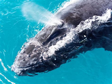 Temporada de observação das baleias Jubartes no Sul da Bahia começa em