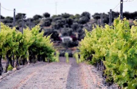 Nero D Avola Storia Caratteristiche E Migliori Etichette Vinamundi