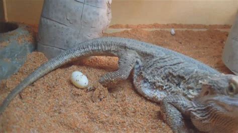 bearded dragon laying eggs and eggs hatching | Bearded dragon, Egg ...