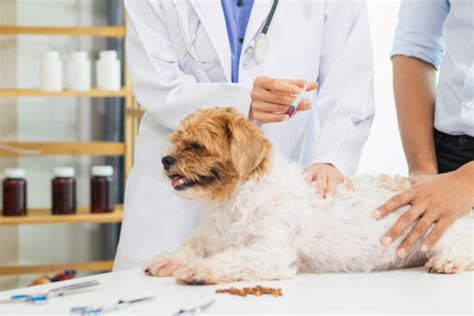 Hookworms in Dogs: Symptoms, Treatment, and Prevention