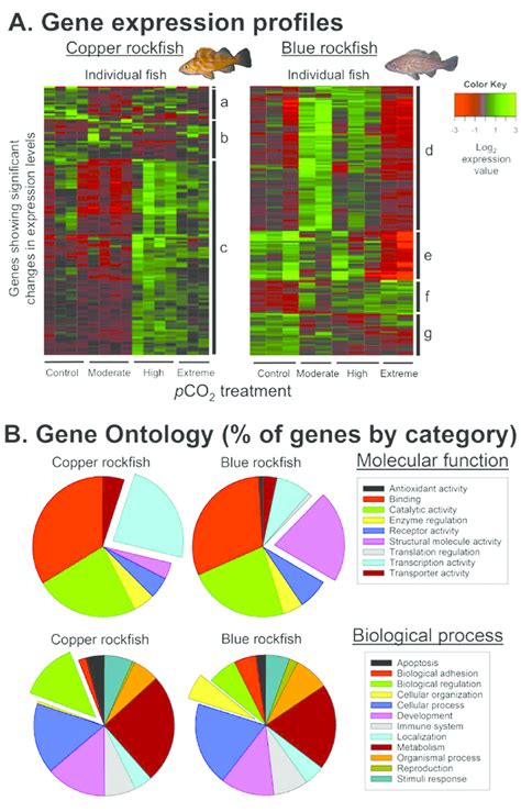 Gene Expression Profiles A And Gene Ontology GO Functional