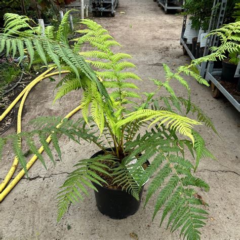 Dicksonia Antartica Tree Ferns Cm Charellagardens