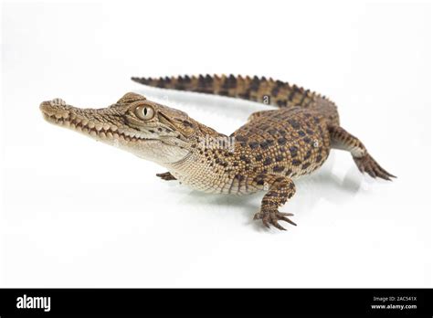 A Baby Saltwater Crocodile Crocodylus Porosus Isolated On White