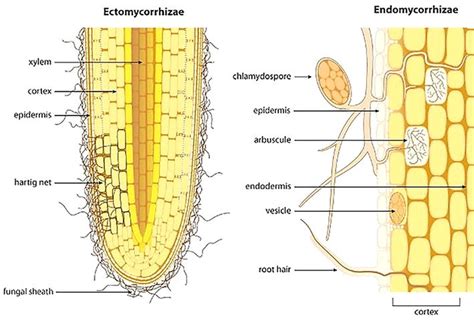 Introductory Chapter Mycorrhizal Fungi A Current Overview On