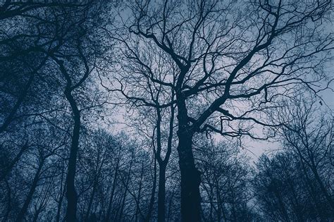 Evening Twilight Dusk Dark Gloomy Tree Forest Aesthetic Branch