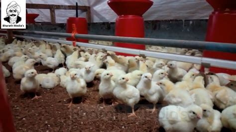 Broiler Chicken Farming Brooding Youtube