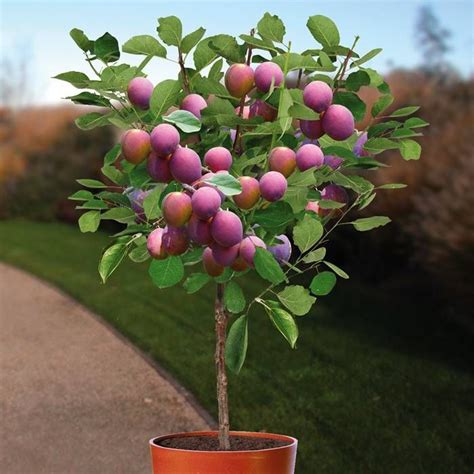 Prunier Prunus Domestica Jubileum Cm Achats Avantageux Sur