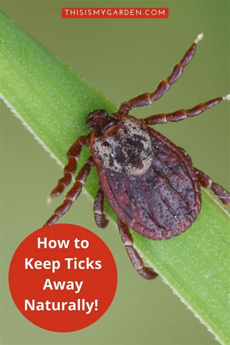 How To Keep Ticks Away 3 Natural Ways To Keep Ticks Out Of Your Yard