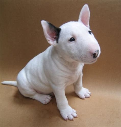 Bull Terrier Puppies Rescue Pictures Information Temperament