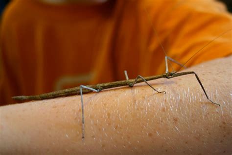 Stick Bug Pictures For Your Website On Animal Picture Society