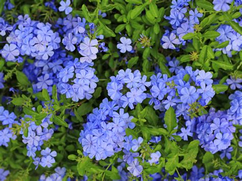 Le Plumbago Une Plante Non Toxique Pour Les Chats