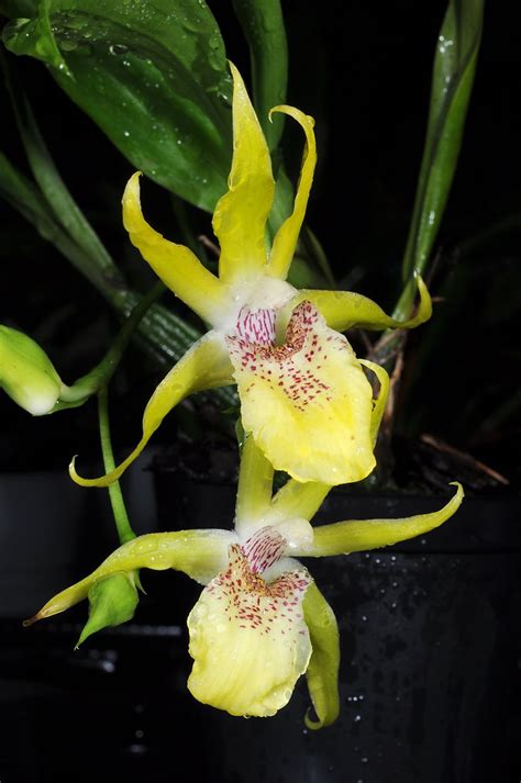 Promenaea Hybrid Grown By Orchideen Holm Flickr