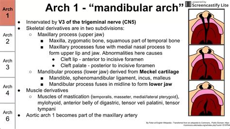 Pharyngeal Arches And Their Derivatives Youtube