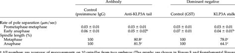 Observed Defects In Embryonic Spindle Pole Separation Resulting From