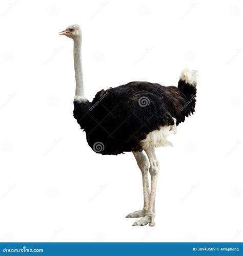 Ostrich Stock Photo Image 38943509