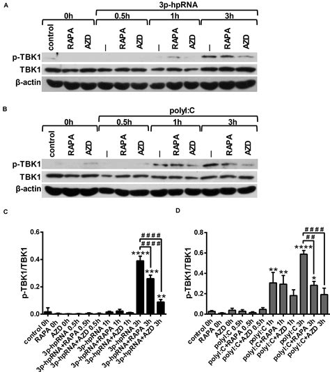 Frontiers Regulation Of RLR Mediated Antiviral Responses Of Human