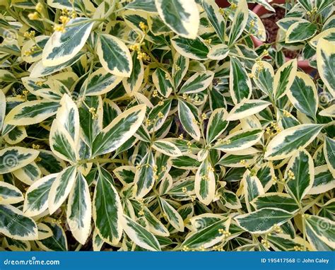 Euonymus Japonicus `bravo` Stock Photo Image Of Spindle 195417568