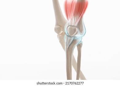 Knee Pain Cartilage Bone Muscles Human Stock Illustration 2170762277 | Shutterstock