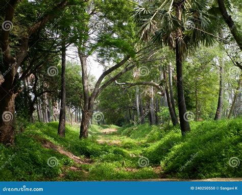 Exuberante Valle Y Bosque En La Región De Tamil Nadu En India Foto De