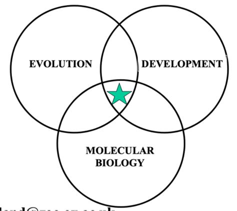 Introduction to evo devo Flashcards | Quizlet 