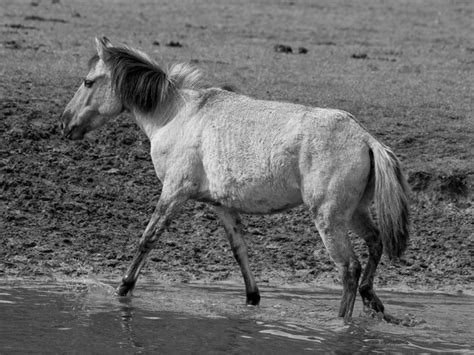 Premium Photo Wild Horses