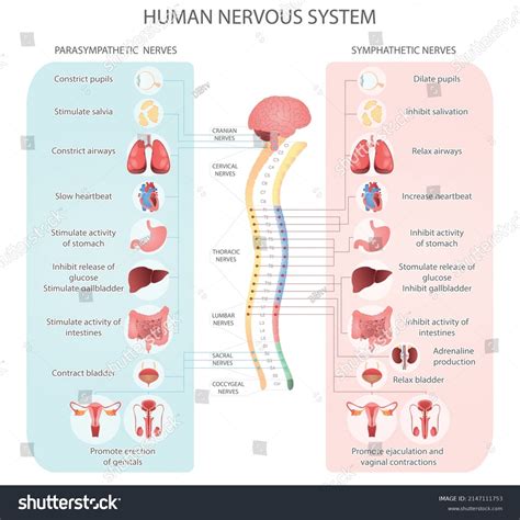 Medical Vector Diagram Of The Human Nervous Royalty Free Stock Vector 2147111753