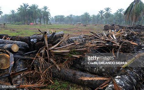 25 Bajo Aguan Valley Photos & High Res Pictures - Getty Images