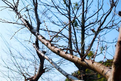 Plant Trees Branches Wood Big Tree Branches Background Twig Big Tree