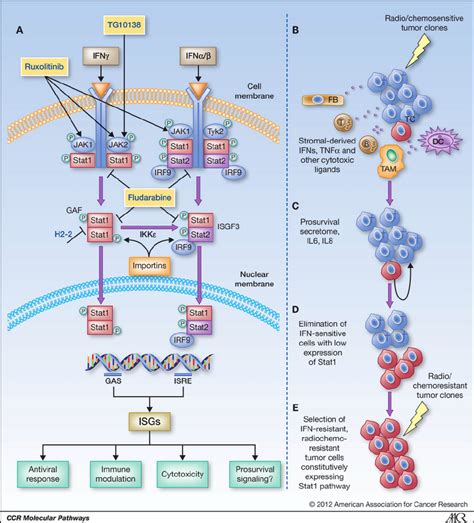 A Ifn Stat Pathway And B E Stat Isg Driven Selection Of Radio