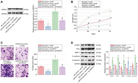 Tumor Suppressive Function And Mechanism Of Mir P In Glioblastoma