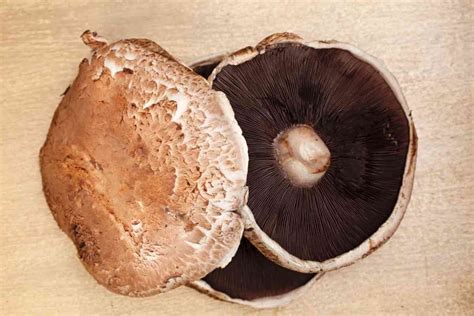 Best Oyster Mushroom Substitutes