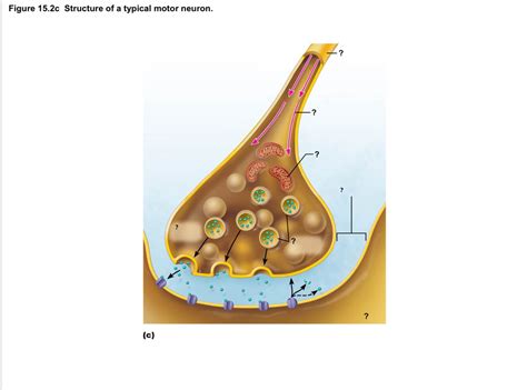 structure of motor neuron PT 2 Diagram | Quizlet