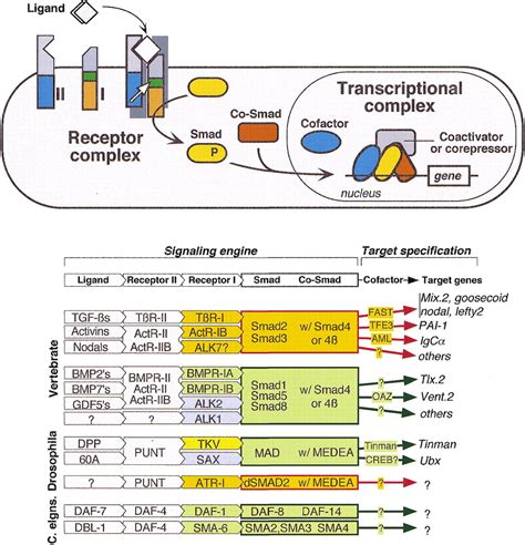 Controlling TGF-β signaling