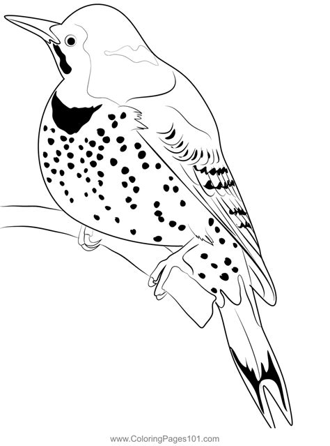 Red Shafted Northern Flicker Coloring Page For Kids Free Woodpeckers