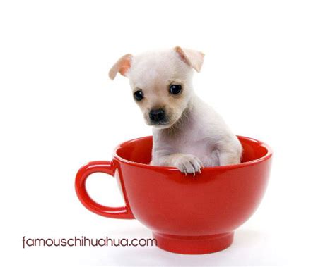 Teacup Chihuahua Puppies For Sale! Teacup Chihuahua Breeder!