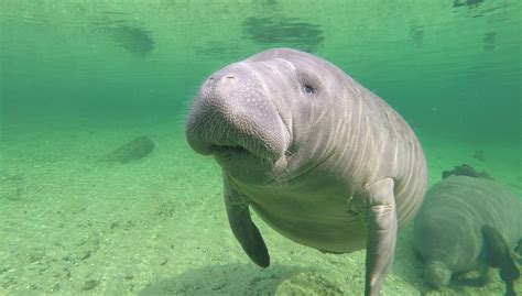 Oh Man-atee! Where Did the Seagrass Go? | National Park Foundation