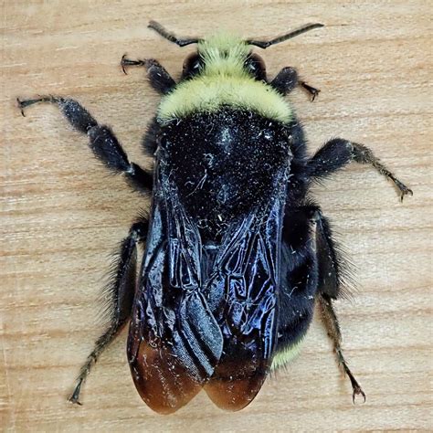 Yellow-faced Bumble Bee – 10,000 Things of the Pacific Northwest