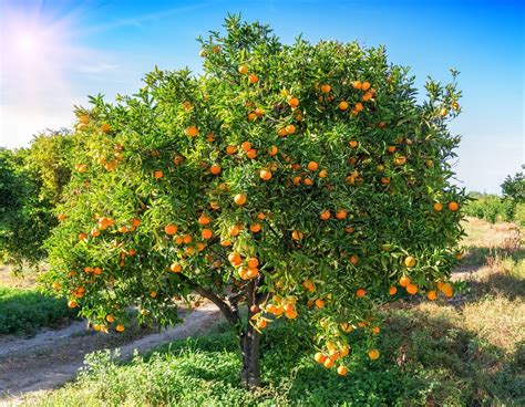 Citrus Orange Tree 'Washington Navel' - Hello Hello Plants