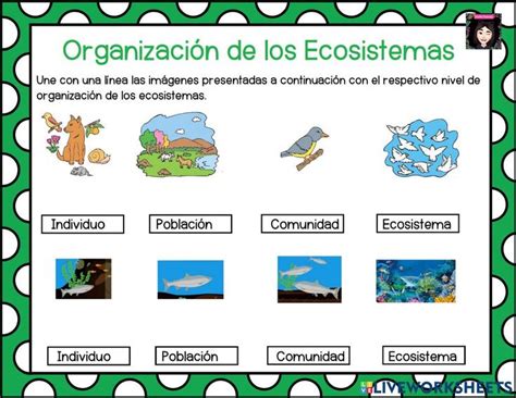 Organizaci N Del Ecosistema Worksheet Clasificacion De Seres Vivos