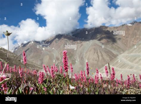 Alpine flora in the high Himalayan mountains, Himachal Pradesh ...