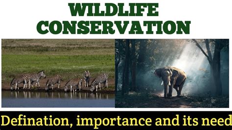 Wildlife Conservation Definition Importance And Need Youtube