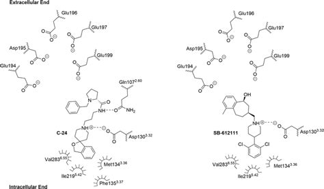 Bound Orientation Of C And Sb In The Nop Receptor X Ray