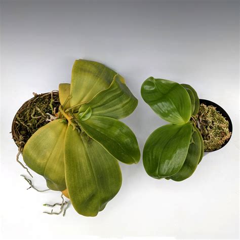 Yellowing Orchid Leaves Causes And Treatments OrchidWeb