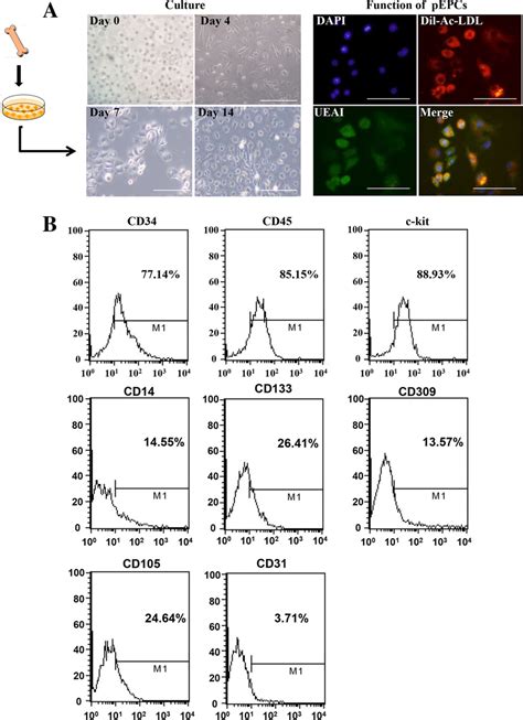 Characterization Of Bone Marrow Derived PEPCs PEPCs Were Extracted