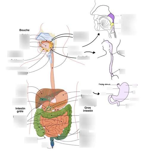 Sch Ma Anatomique Du Syst Me Digestif Diagram Quizlet
