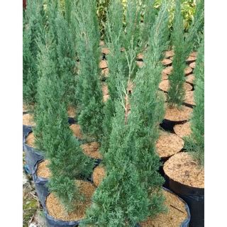 Jual Meter Cemara Lilin Cupressus Sempervirens Induk Tanaman