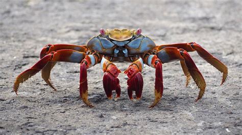 Giant Crab Discovered With Massive Claws | GIANT FREAKIN ROBOT