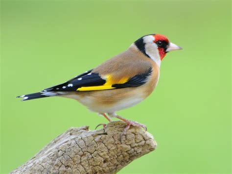 Einheimische Vogelarten Heimische V Gel Im Garten Erkennen